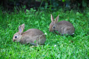 Bebeği tavşan çim