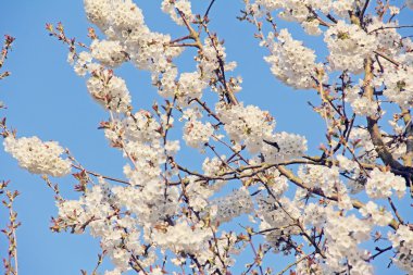 Çiçek açan elma ağacı