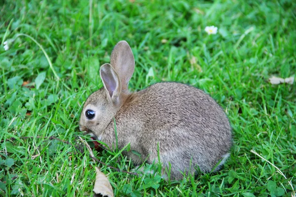 Kaninchenbaby im Gras — Stockfoto
