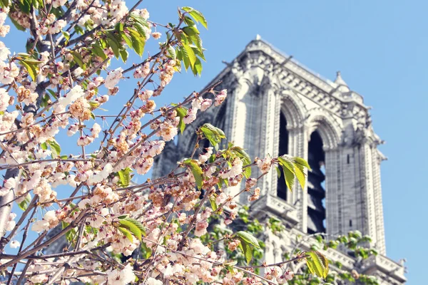 Cattedrale notre dame de paris — Foto Stock