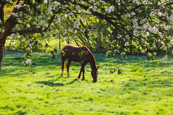 Paard op veld — Stockfoto