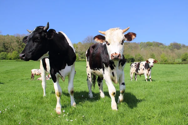 Kor på grönt fält — Stockfoto