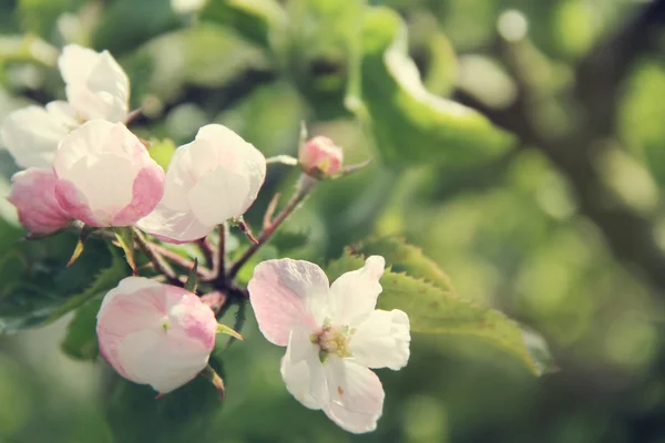 Blooming apple tree — Stock Photo, Image