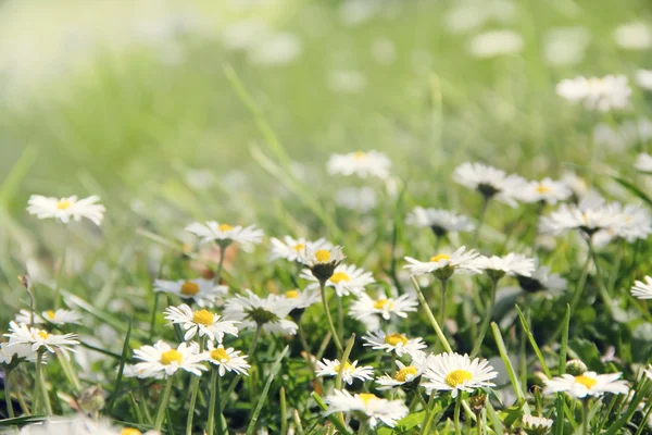 Meadow with daisies — Stock Photo, Image
