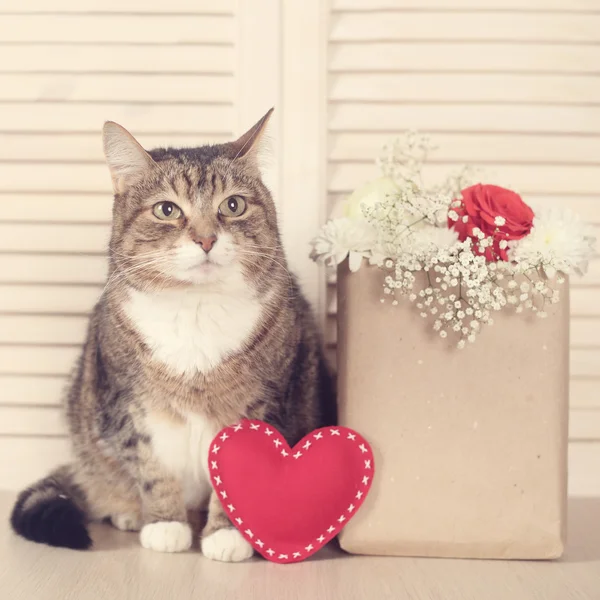 Valentinky den kočka — Stock fotografie