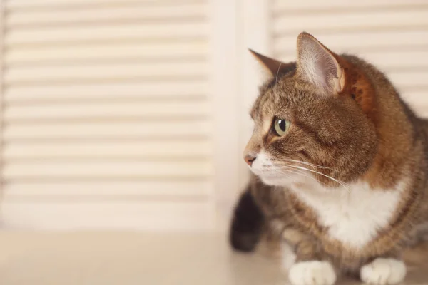 Gato acostado sobre fondo de madera —  Fotos de Stock