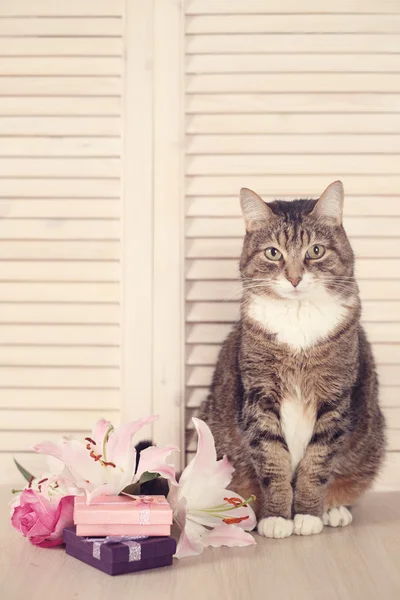 Katt med gåvor — Stockfoto