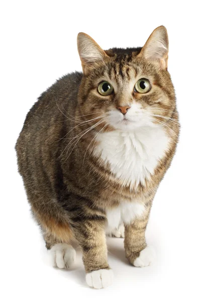 Chat isolé sur blanc — Photo