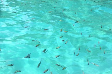 tropikal balık suda