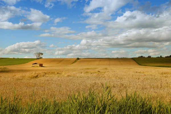 Little shed in a field — Stock Photo, Image