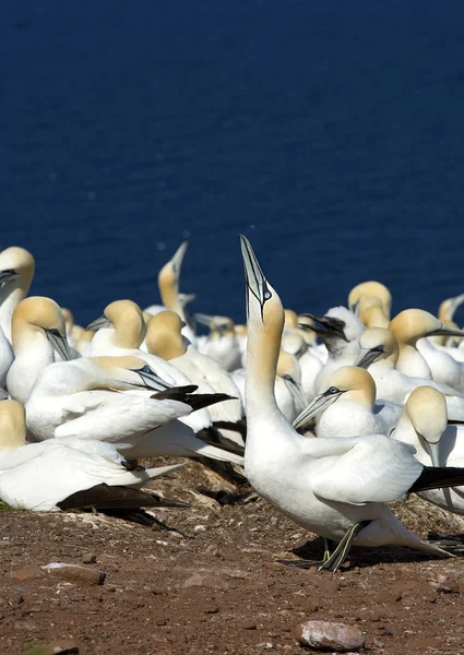 Northern Gannets a Gaspesie, Quebec — Foto Stock