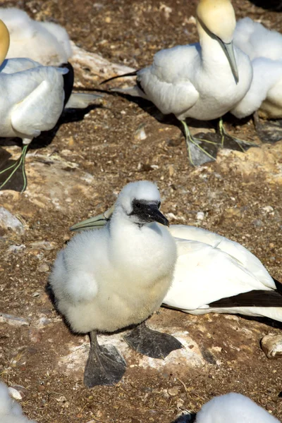 Pequeño polluelo del norte Gannet — Foto de Stock