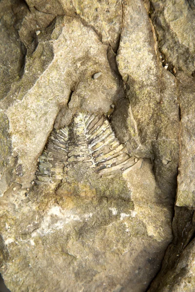 印的化石 — 图库照片