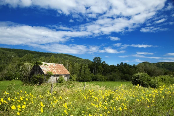 Little shed in a meadow — Stock Photo, Image