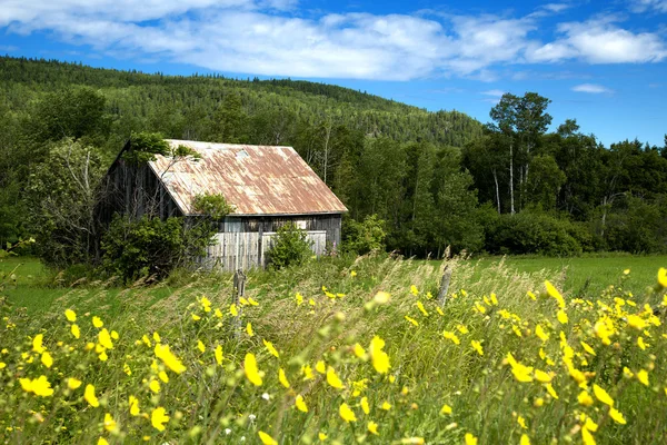 Litet skjul i en äng — Stockfoto