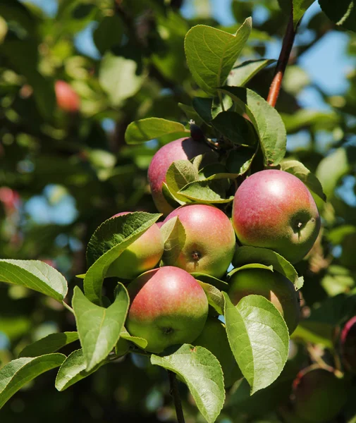 Appels in een boom — Stockfoto