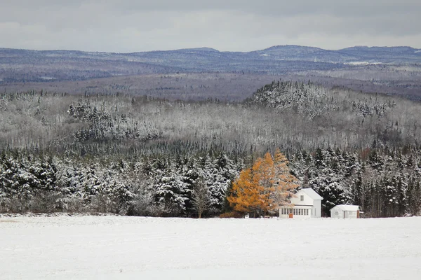 Paysage hivernal — Photo