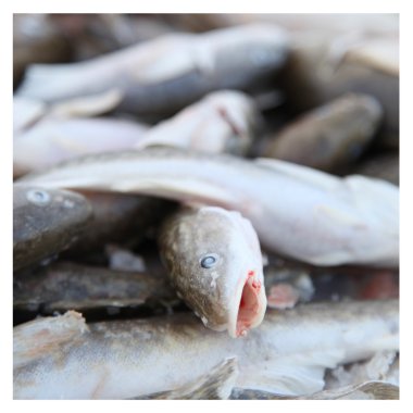 Tomcod yakın çekim