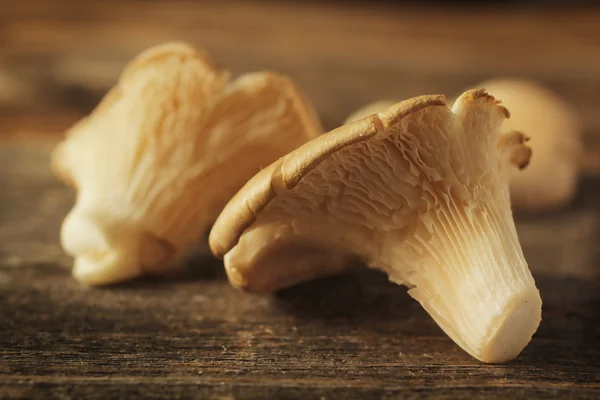 Oyster mushroom — Stock Photo, Image