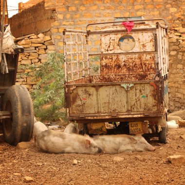Bir sokakta uyuyan domuzlar