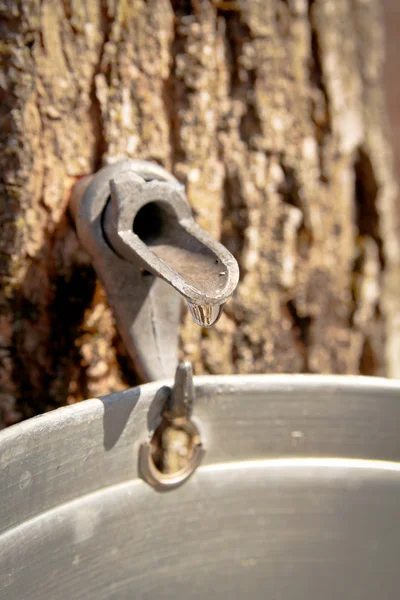 Maple tree — Stock Photo, Image