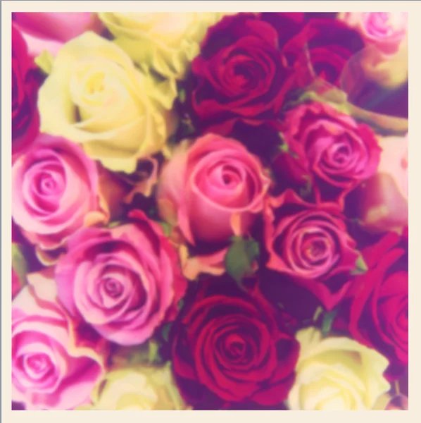 Blurred purple roses — Stock Photo, Image