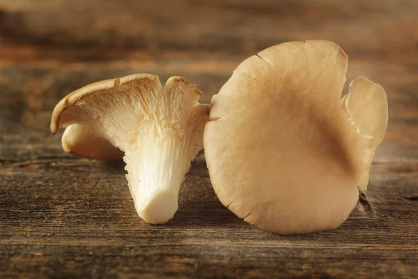 Oyster mushroom — Stock Photo, Image