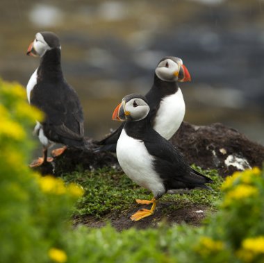 Puffins