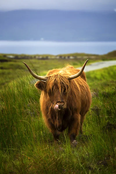 Highland cow — Stock Photo, Image