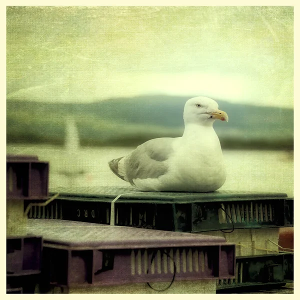 Mouette sur une jetée — Photo