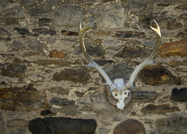 Red deer skull — Stock Photo, Image