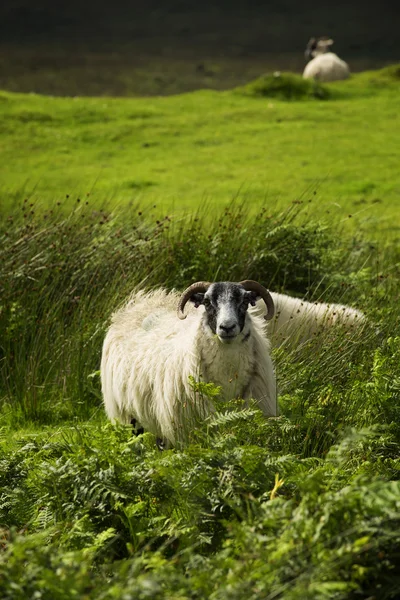 Twarz Czarna owca — Zdjęcie stockowe