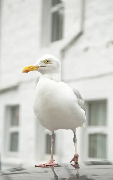 Seagull with injured leg — Stock Photo, Image