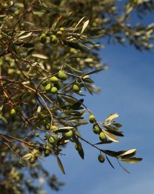 Taze zeytin ağacına