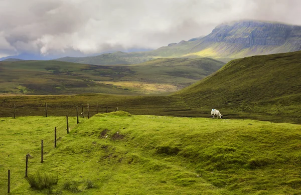 İskoçya'da Highland koyun — Stok fotoğraf