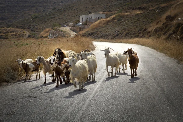 Cabras na estrada — Fotografia de Stock