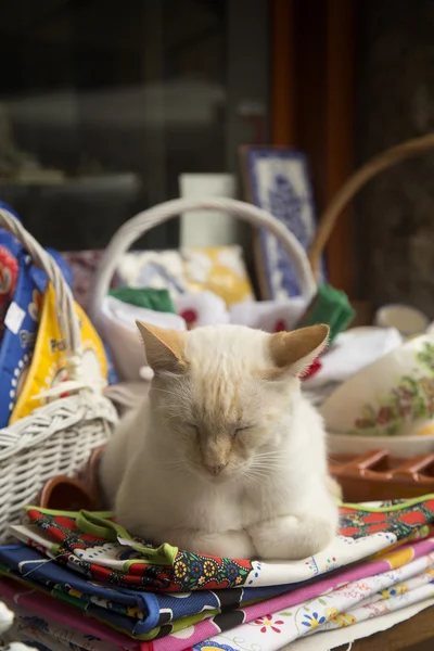 Γάτα που κοιμάται σε ένα κατάστημα τουριστικό — Φωτογραφία Αρχείου