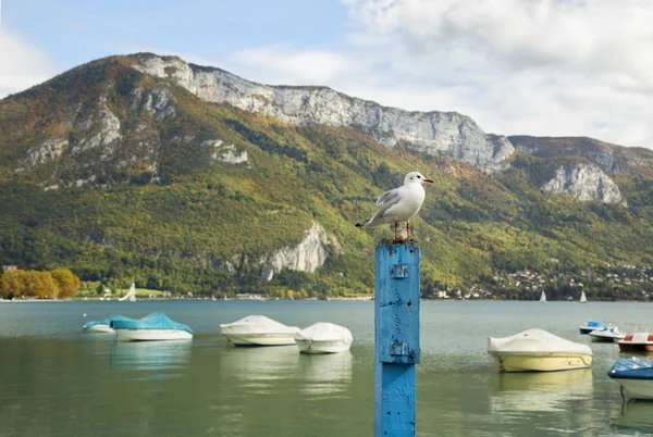 Mouette debout sur un poteau en bois bleu — Photo