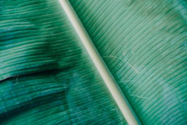 Soyut, doğa yeşil yaprak arkaplan ve güzel duvar kağıdı.