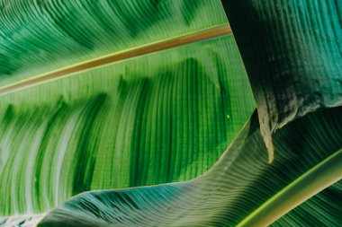 Soyut, doğa yeşil yaprak arkaplan ve güzel duvar kağıdı.