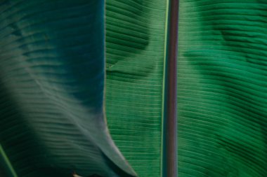 Soyut, doğa yeşil yaprak arkaplan ve güzel duvar kağıdı.