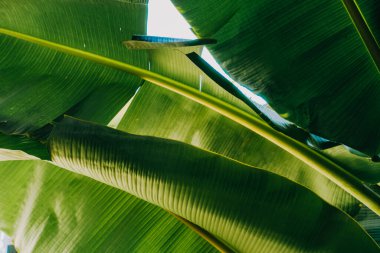 Soyut, doğa yeşil yaprak arkaplan ve güzel duvar kağıdı.