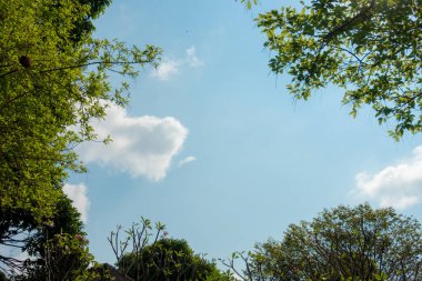 Soyut, doğa yeşil yaprak arkaplan ve güzel duvar kağıdı.