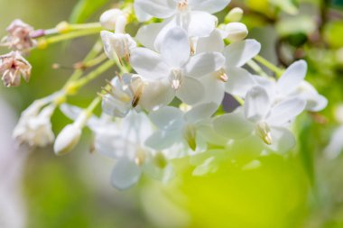 Soyut, doğa yeşil yaprak arkaplan ve güzel duvar kağıdı.