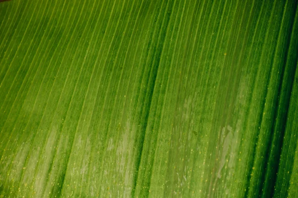 Sammanfattning Natur Gröna Löv Bakgrund Och Vacker Tapet — Stockfoto