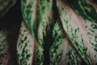 Soyut, doğa yeşil yaprak arkaplan ve güzel duvar kağıdı.