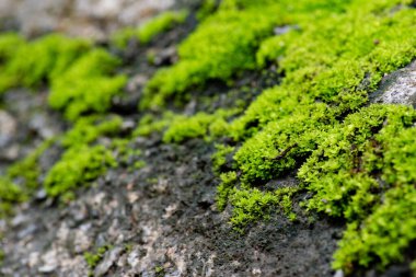 Doğa arka planında yeşil yosunları kapat.