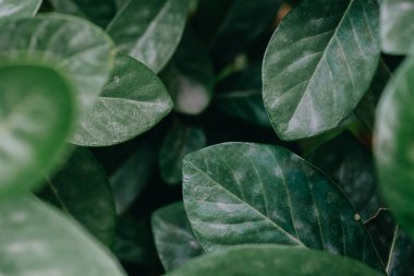 Soyut, doğa yeşil yaprak arkaplan ve güzel duvar kağıdı.