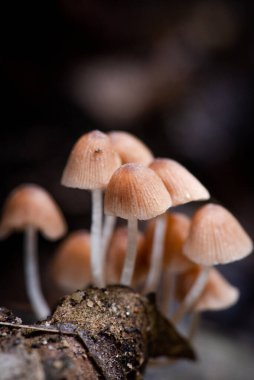 Şelaledeki mantarların (şampanya bardağı) yakın çekimi.