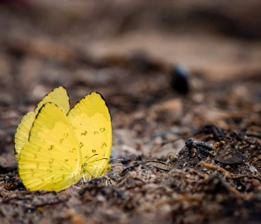 Yağmur ormanlarındaki Tropikal Kelebek 'e yaklaş
